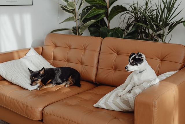 Chien ou chat dans une location : ce que le bailleur peut interdire Chien ou chat dans une location : ce que le bailleur peut interdire